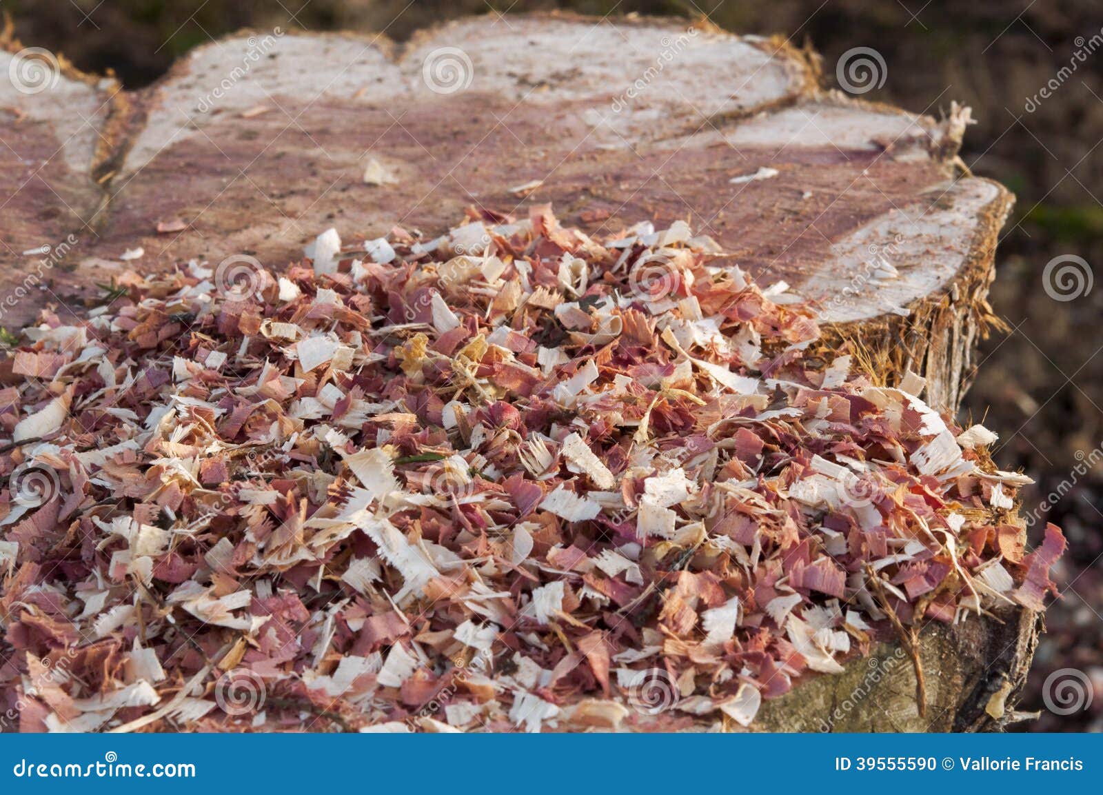 Cedar chips stock photo. Image of trunk, chainsaw, wood 39555590