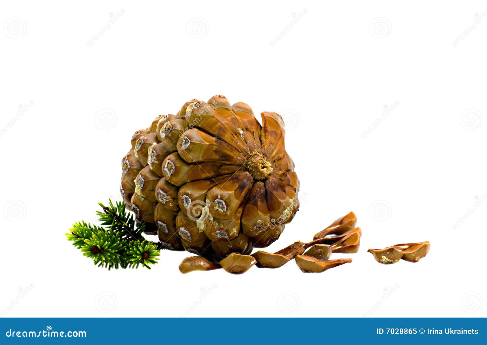 The Cedar Cone Picture. Image 7028865