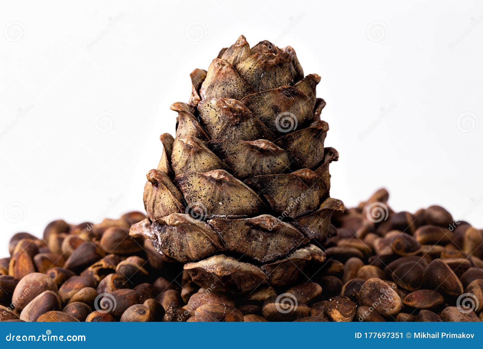 Cedar Cones, Nuts Pinus Sibirica Stock Image Image of cedar, peeled 177697351