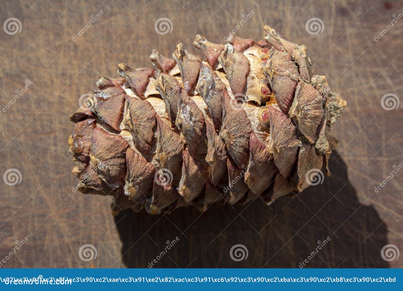 Cedar cones from Siberia stock image. Image of source 229884485