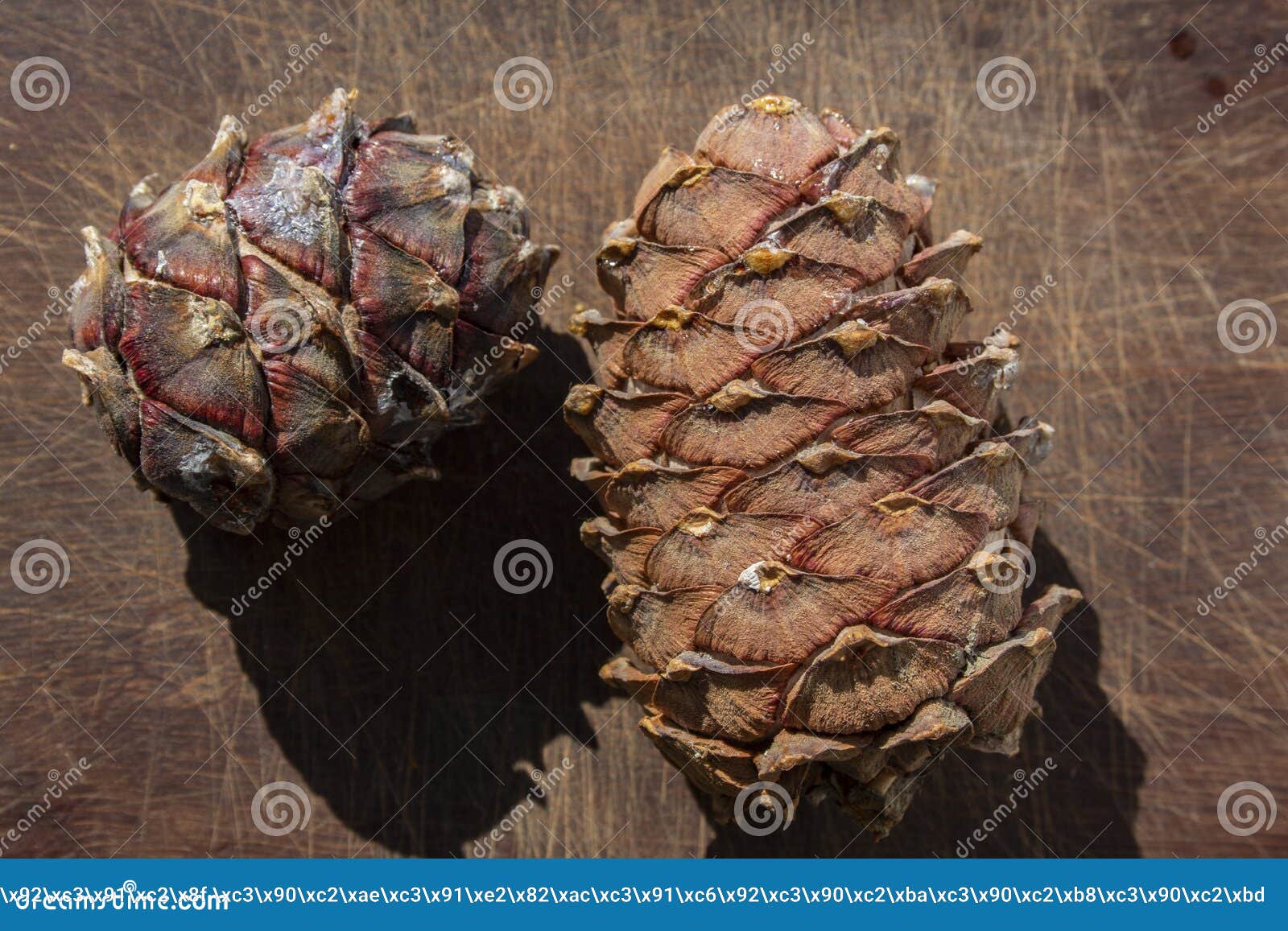 Cedar cones from Siberia stock image. Image of source 229884491