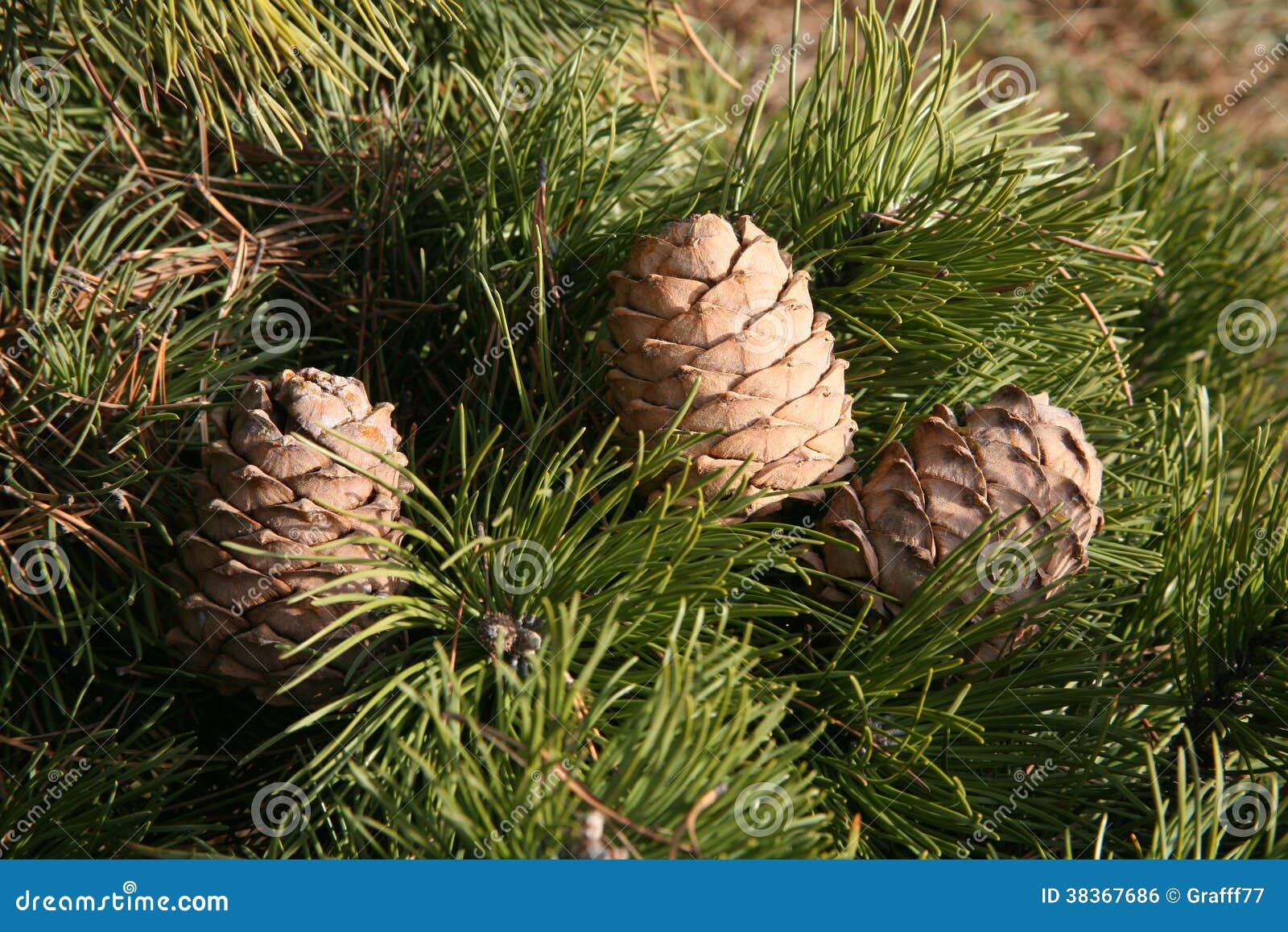Cedar cones stock photo. Image of edible, impression 38367686