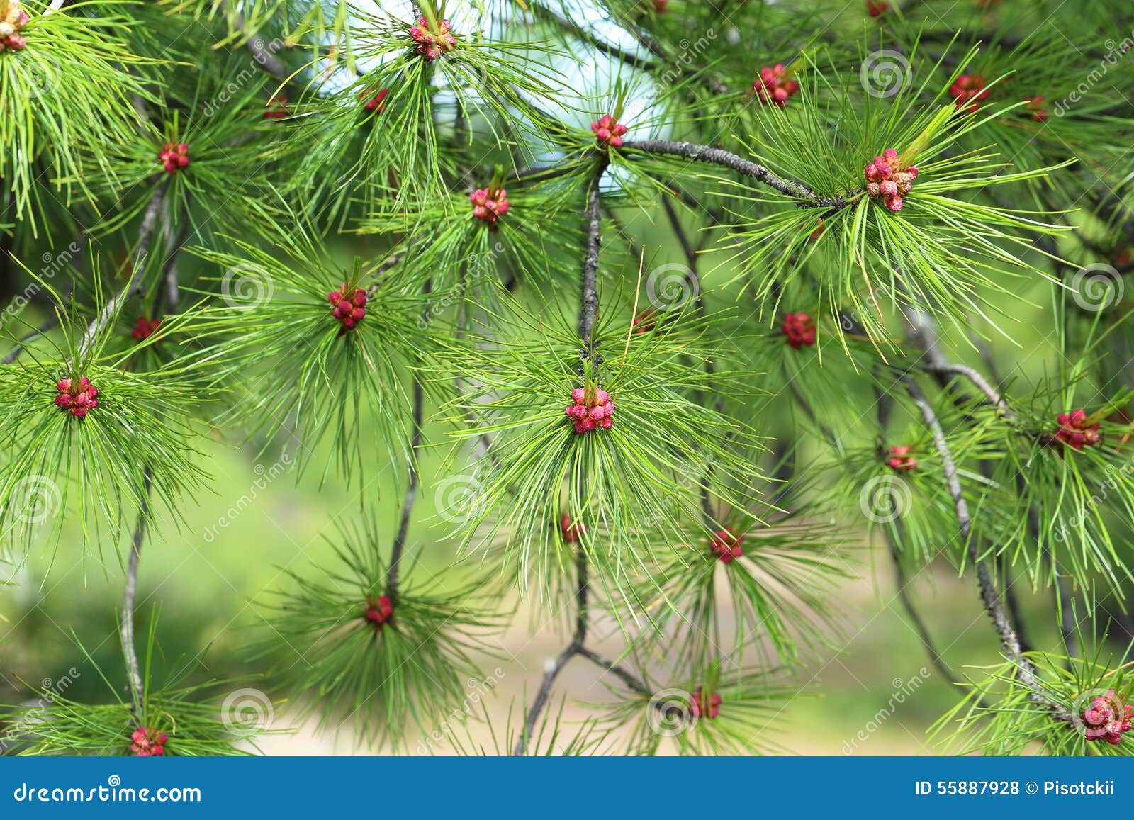 Cedar flowers close up stock photo. Image of cedrus, wood 55887928