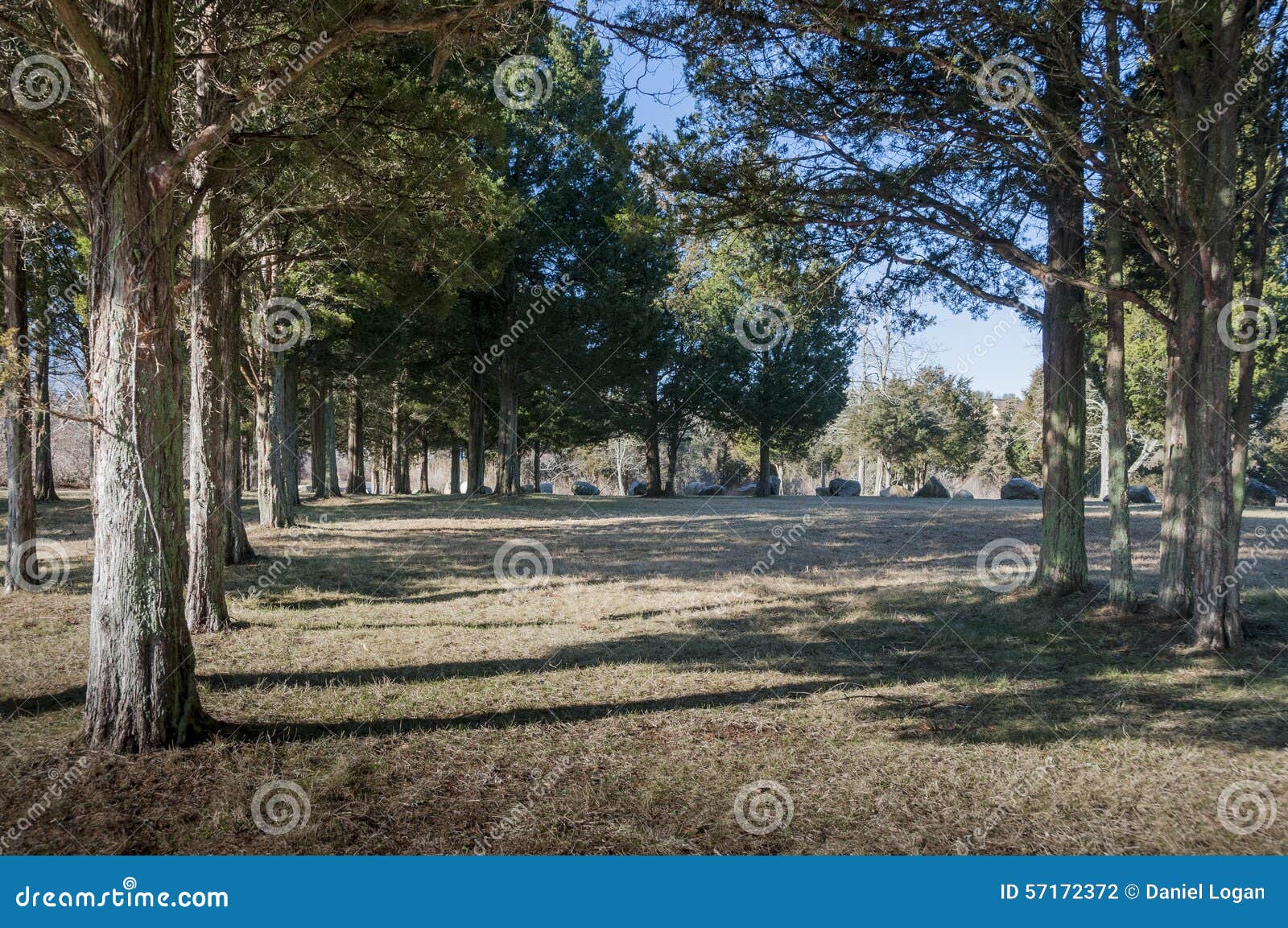 Cedar grove stock photo. Image of mattapoisett, massachusetts - 57172372