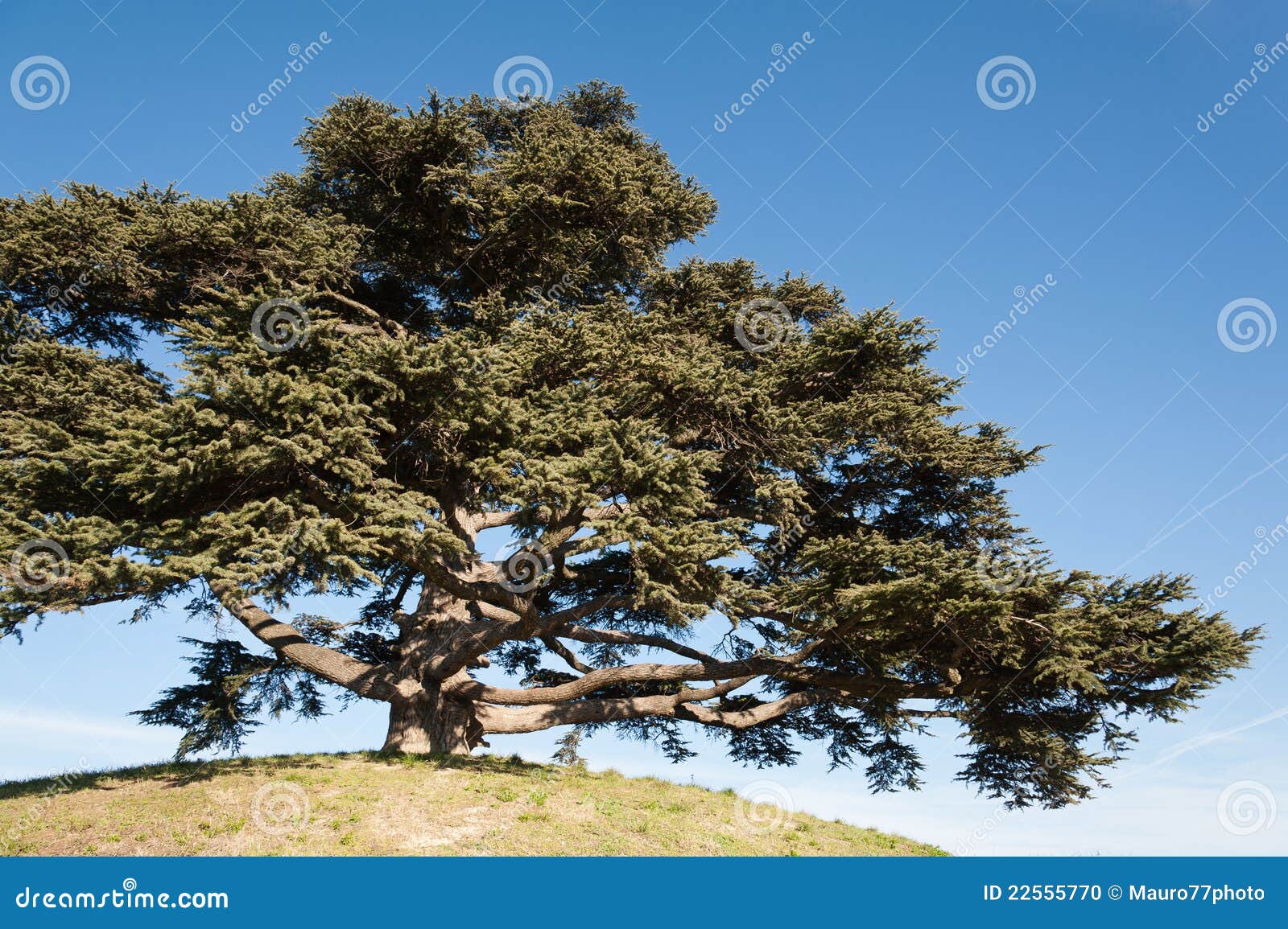 cedar of lebanon