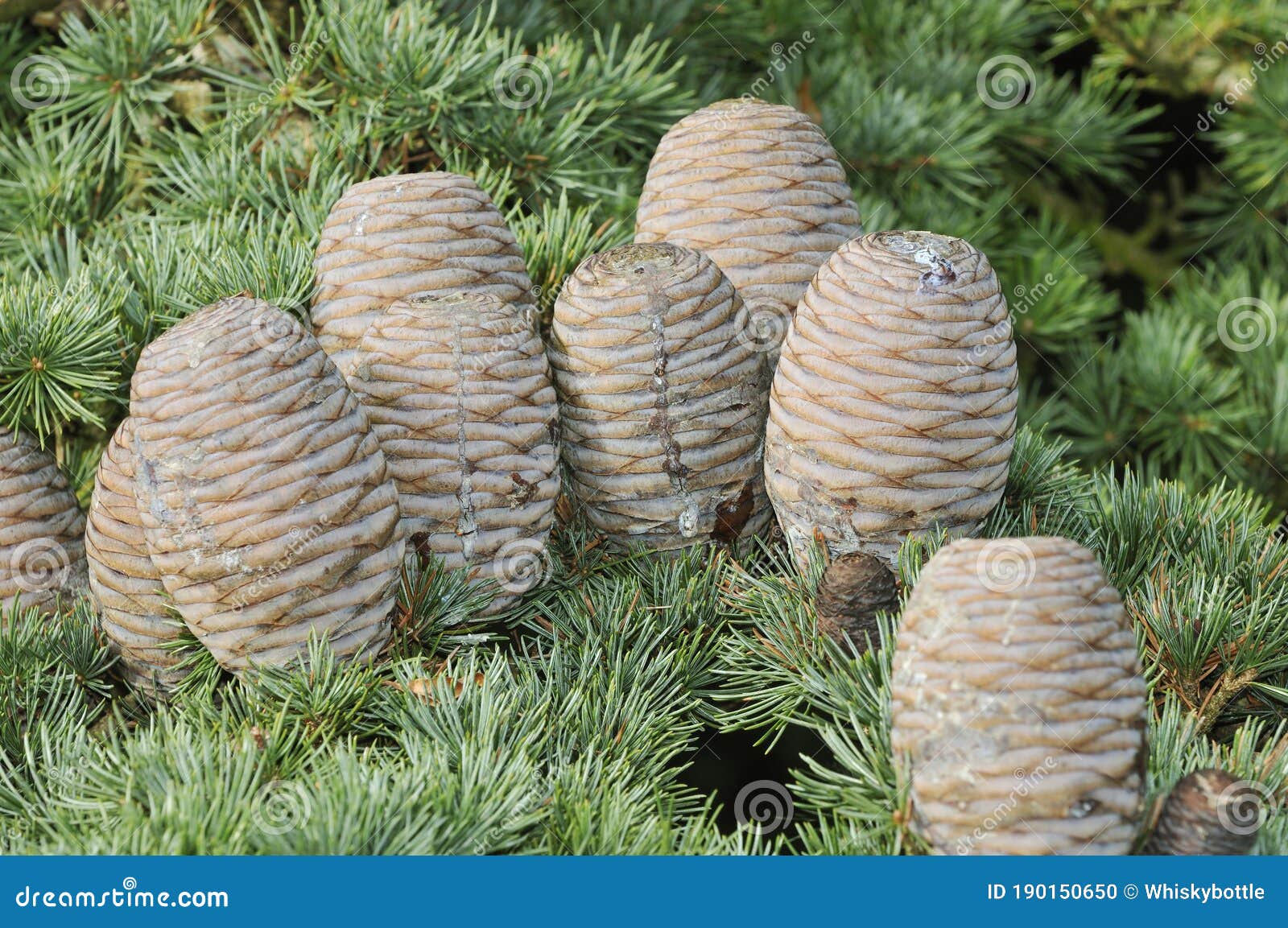 Cedar of Lebanon Cones stock photo. Image of nature 190150650