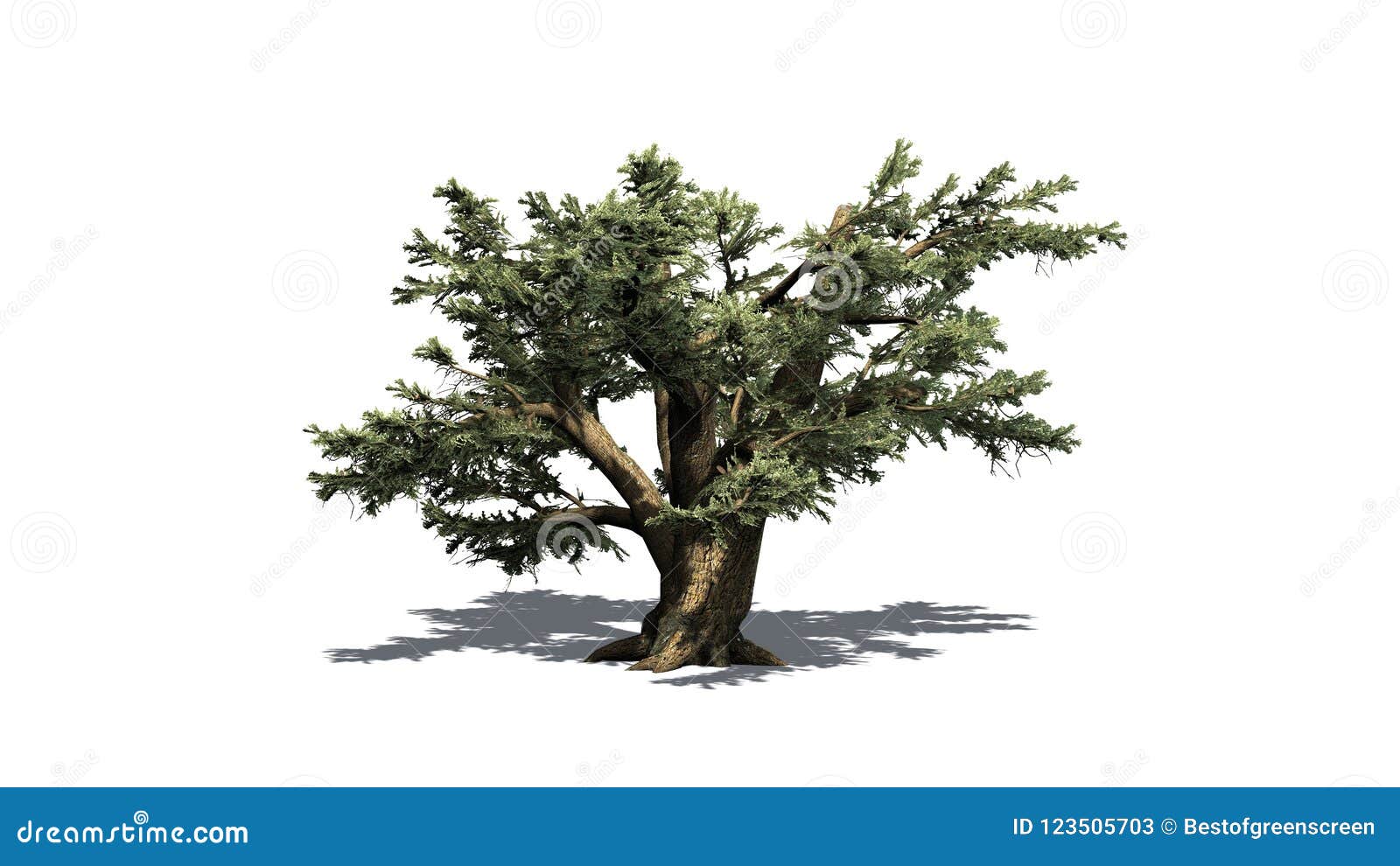 Cedar Of Lebanon Tree Illustration, Drawing, Engraving, Ink, Line Art