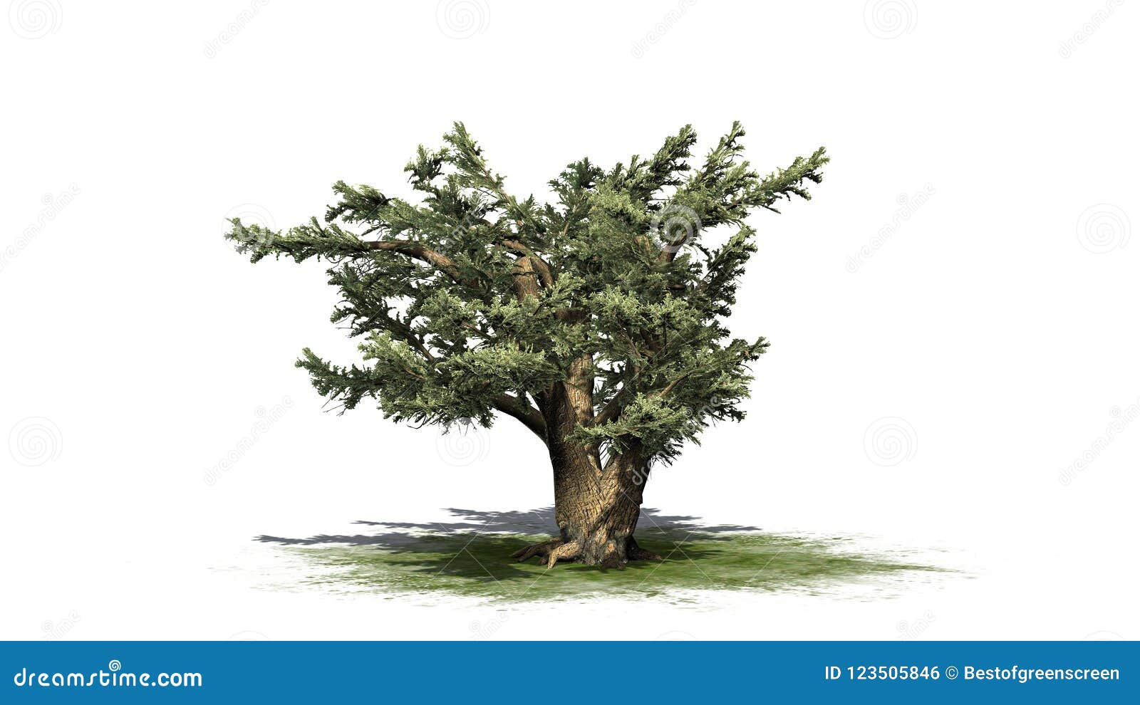 Cedar Of Lebanon Tree Illustration, Drawing, Engraving, Ink, Line Art