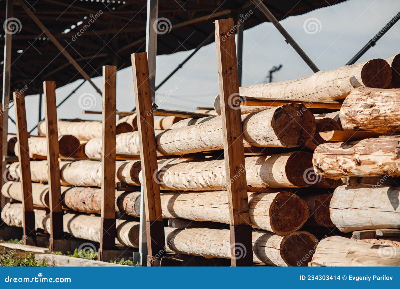 Cedar Logs in Sawmill for Export or Building Wooden House Stock Photo