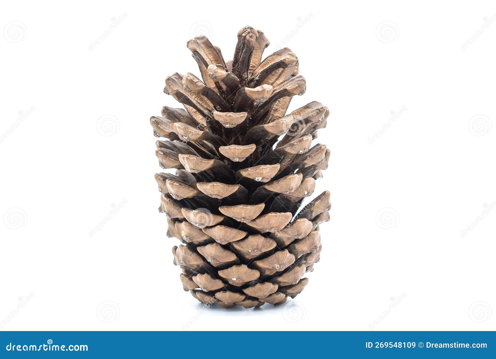 Cedar Pine Cone Isolated on White Background. Stock Image Image of sculpture, pattern 269548109