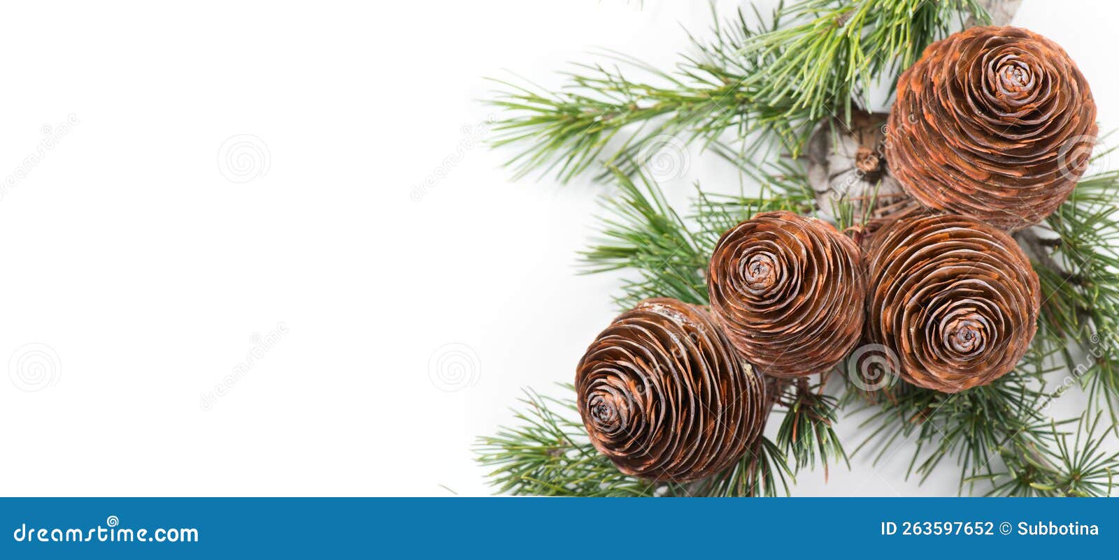 cedar tree, deodar branch with cones  on white background. beautiful border art . close up evergreen christmas tree