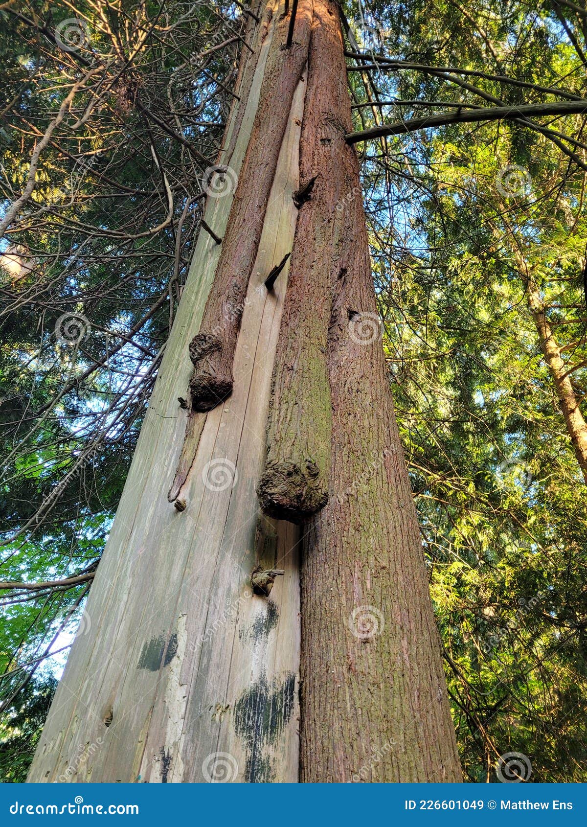 Cedar Tree Growing Down Side of Another Tree Stock Image Image of