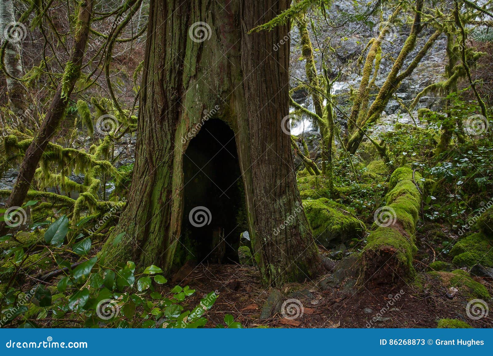 cedar tree trunk with fictious hobbit hole entry in rain-forest