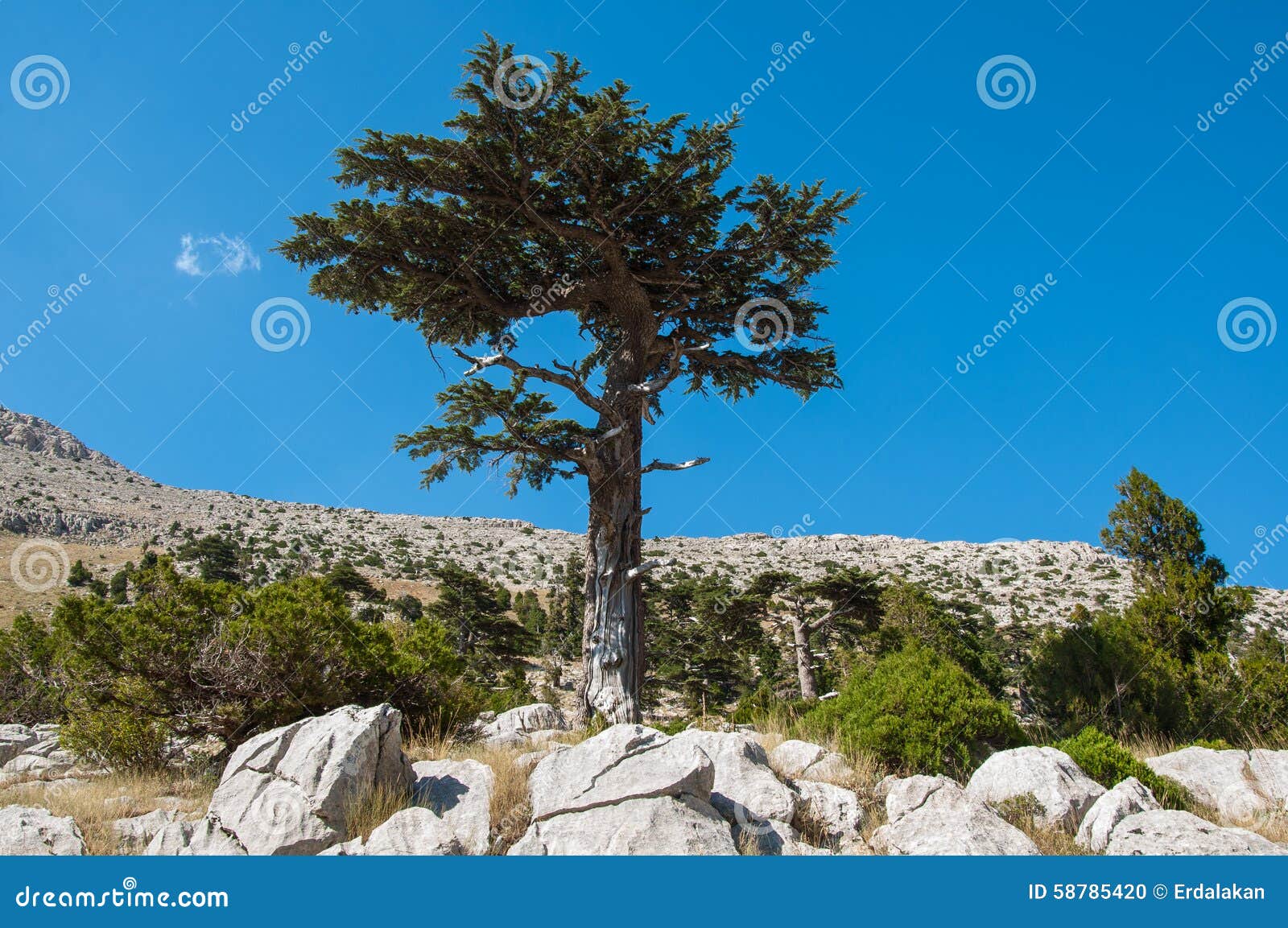 Cedar Tree stock photo. Image of royalty, green, preservation 58785420