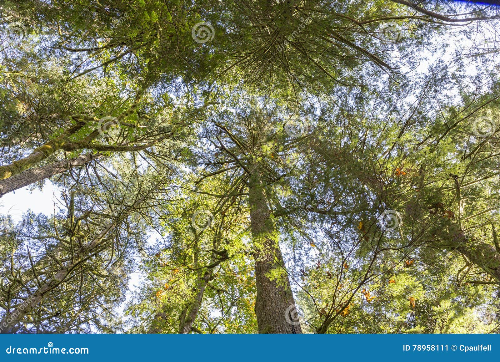 Cedar trees stock image. Image of peaceful, giant, northwest 78958111