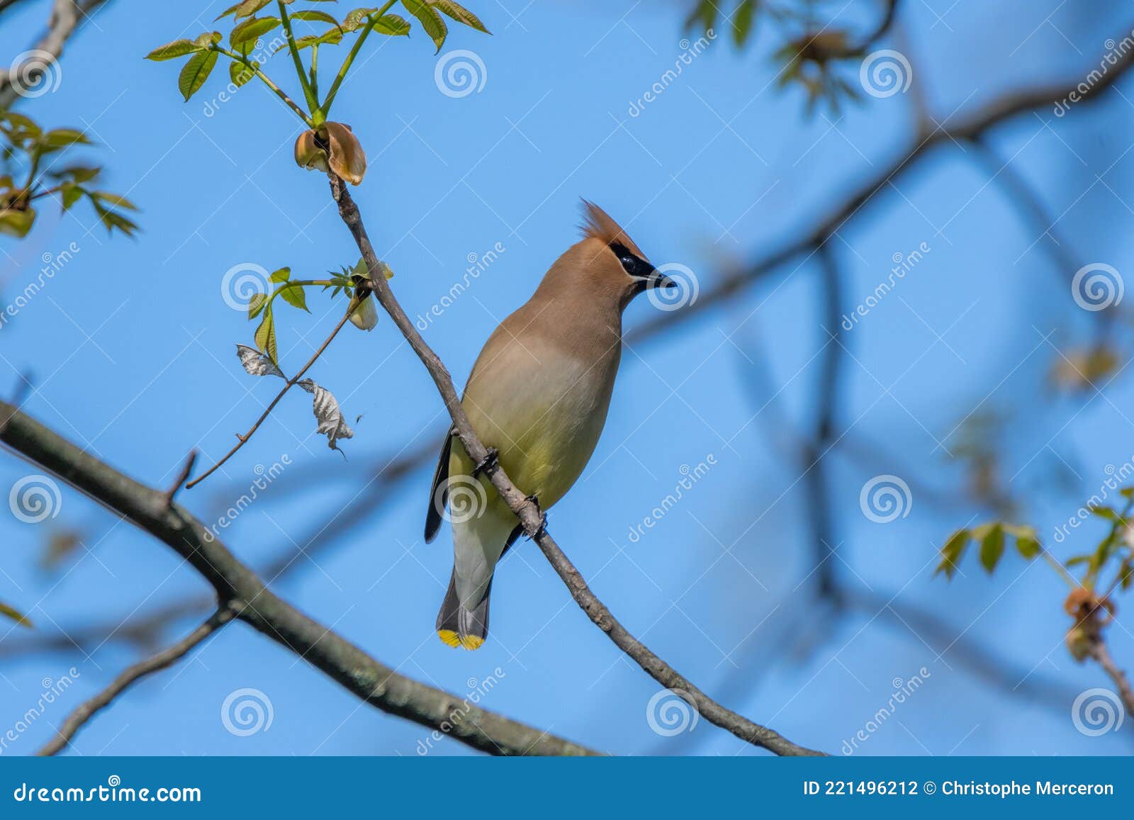 Cedar Waxwing Bird in Michigan Stock Photo Image of perched, bird
