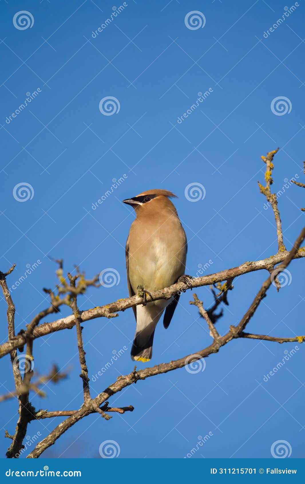 cedar waxwing feeding on tree branch
