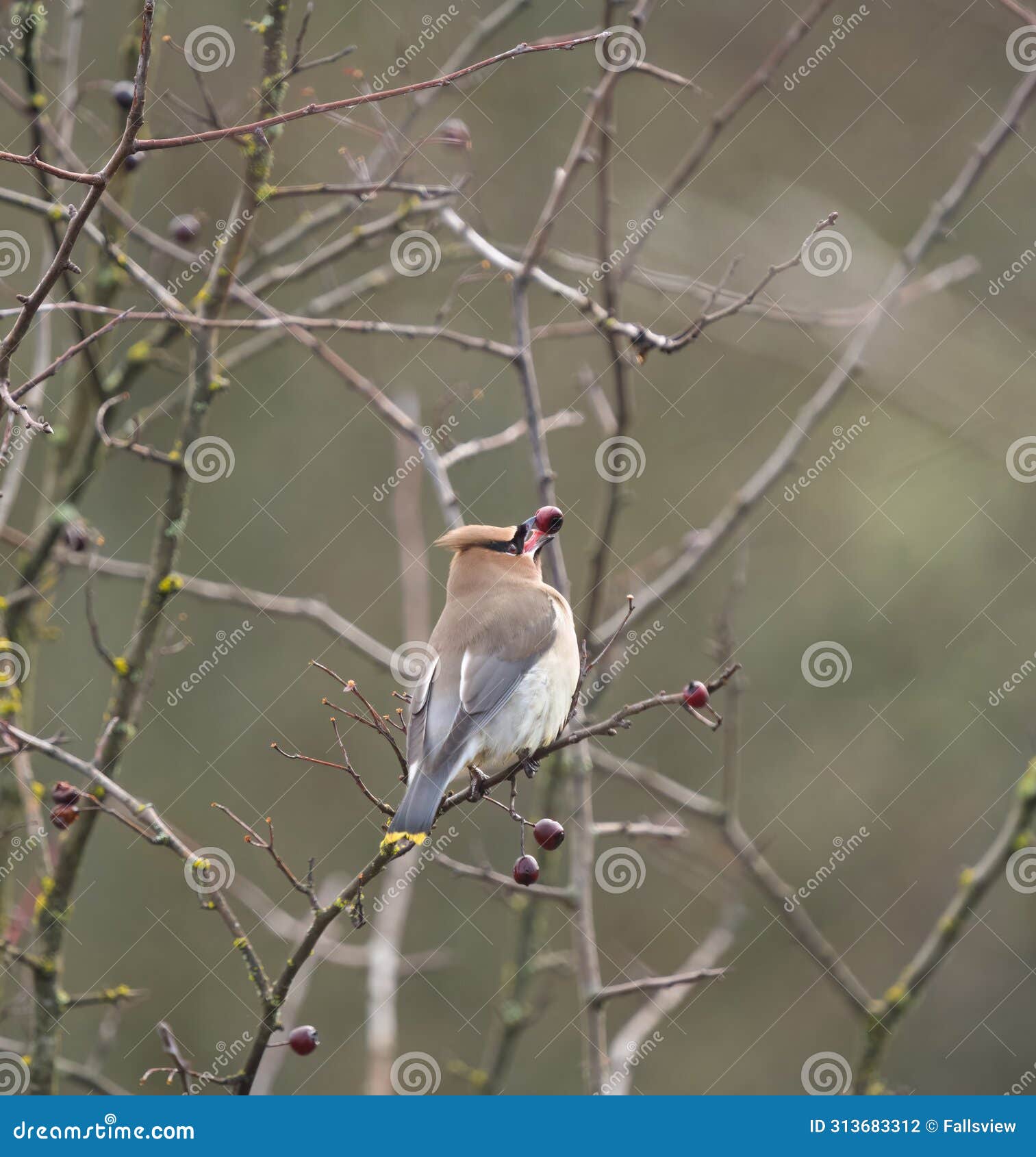 cedar waxwing feeding on tree branch