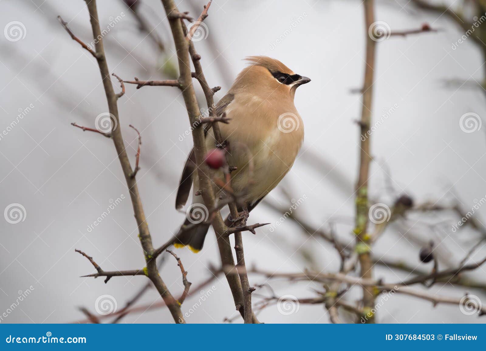 cedar waxwing feeding on tree branch