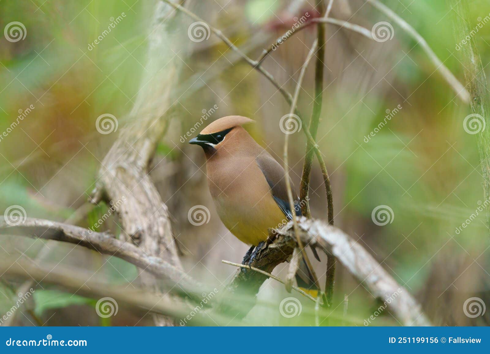 cedar waxwing resting on tree branch