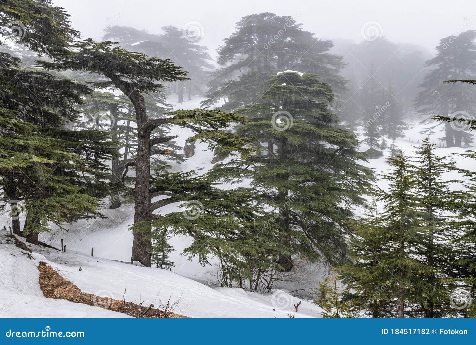 The Famous Cedars Of Lebanon Reserve On The Slopes Of Qurnat As Sawda