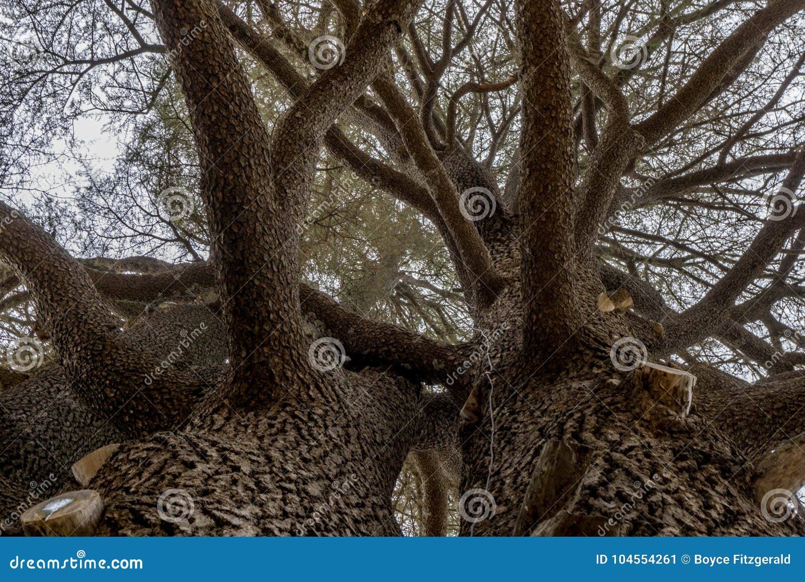 Cedars of Lebanon Growing Together Looking Up Stock Image Image of
