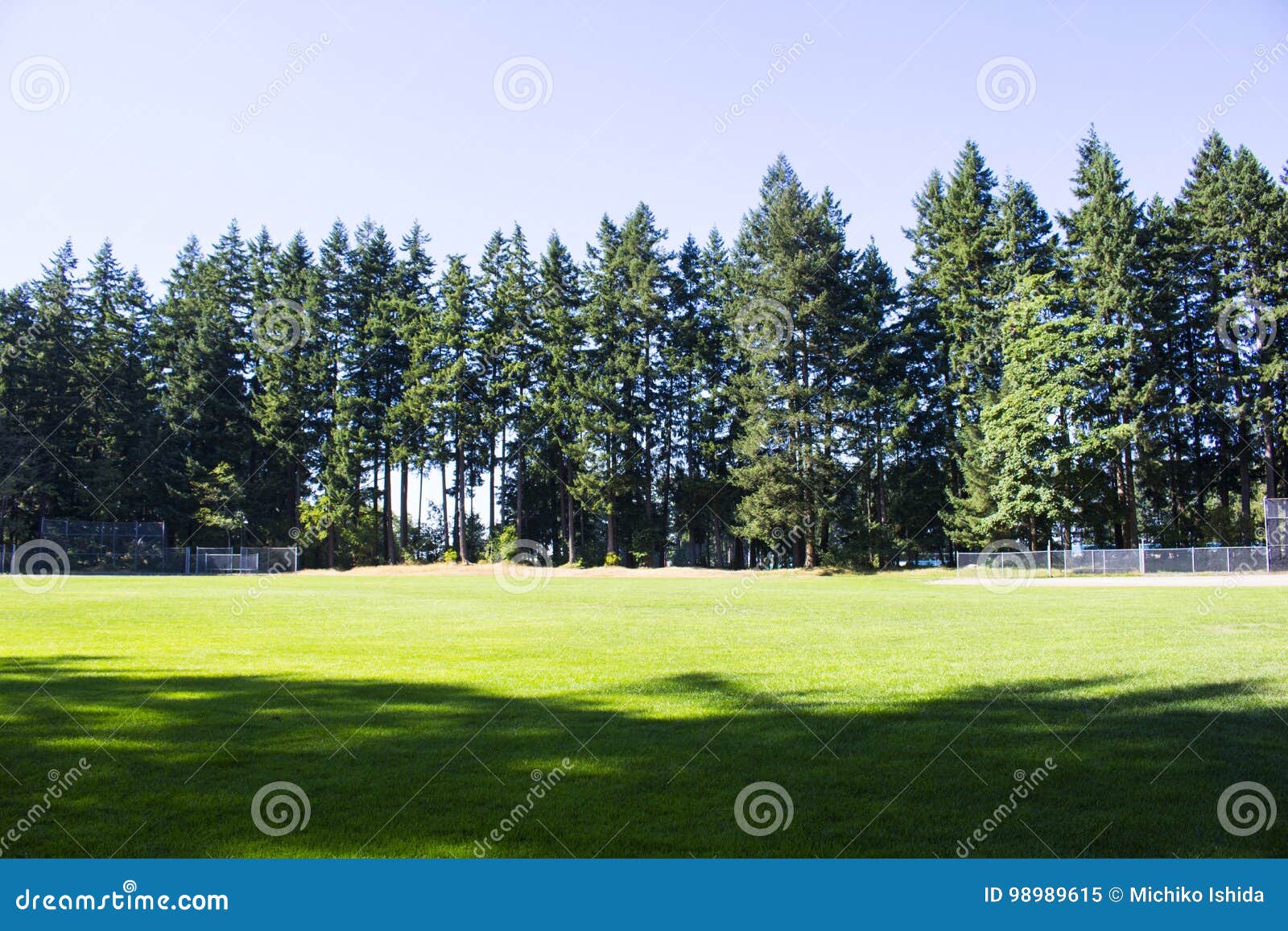 Ceder trees and green lawn stock image. Image of sequoia 98989615