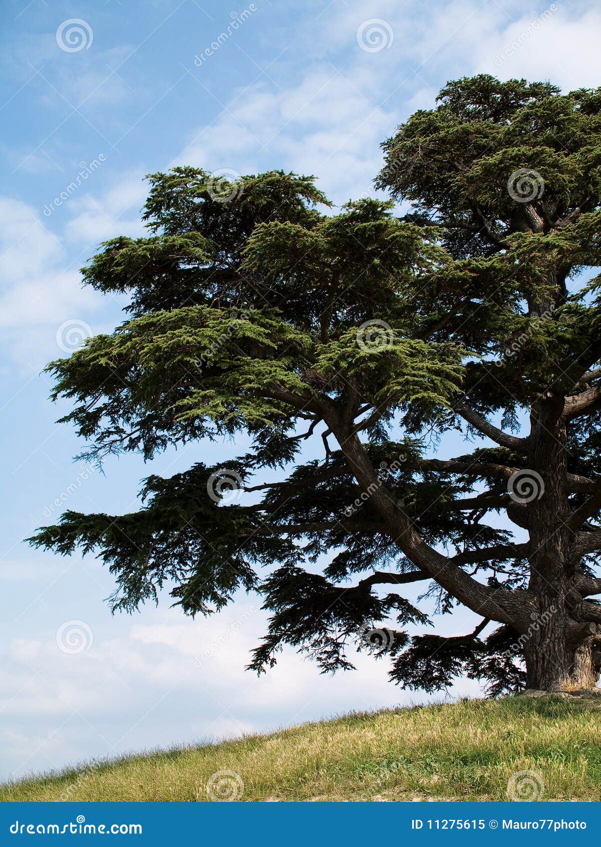 Parte di grande cedro del Libano.