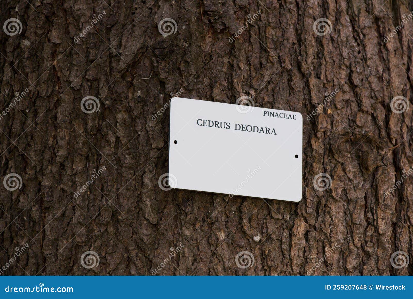 cedrus deodara in botanic garden, pinaceae tree