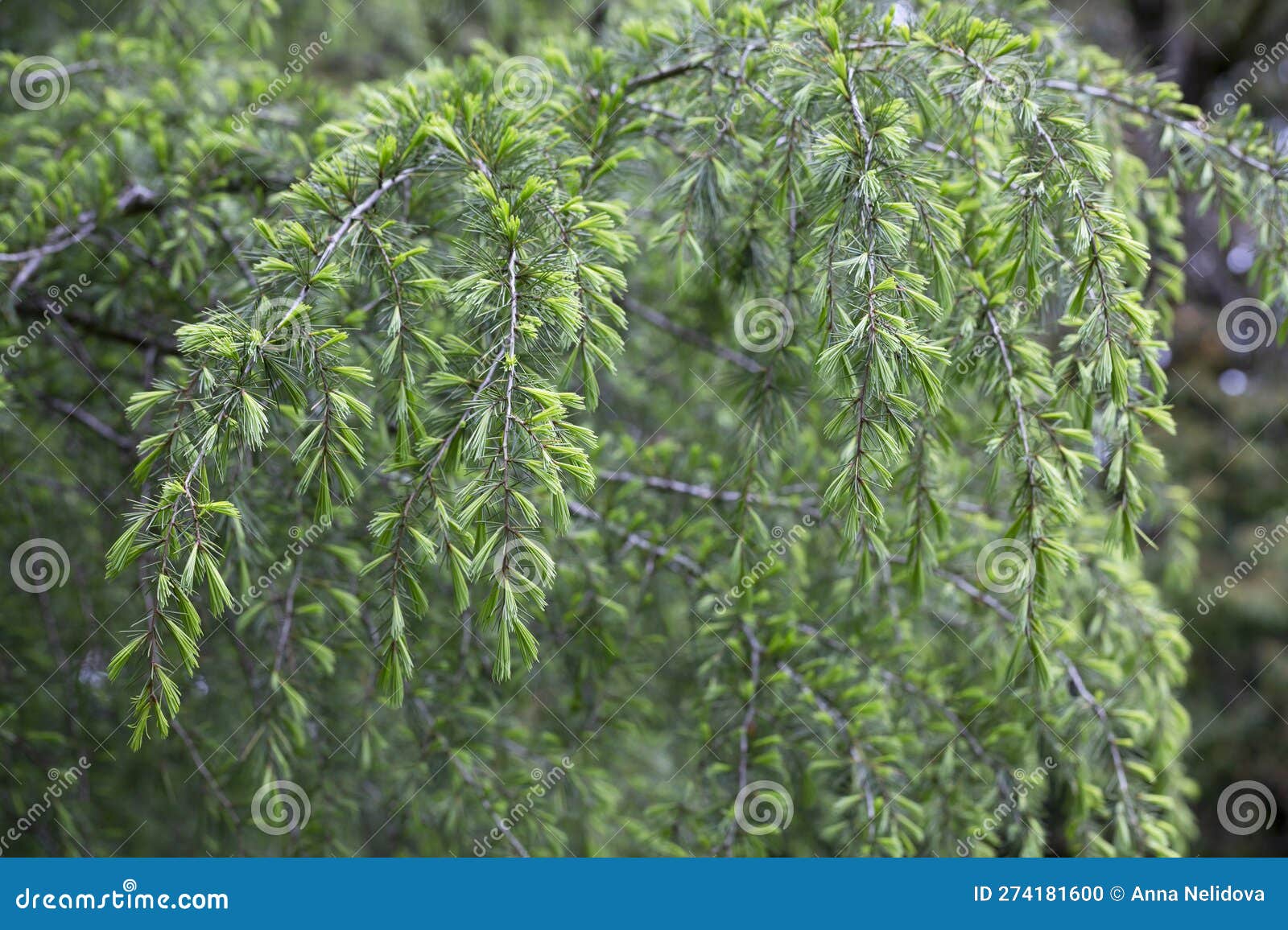 Cedrus Deodara The Deodar Cedar Himalayan Cedar Or Deodar Is A cedrus-deodara-the-deodar-cedar-himalayan-cedar-or-deodar-is-a