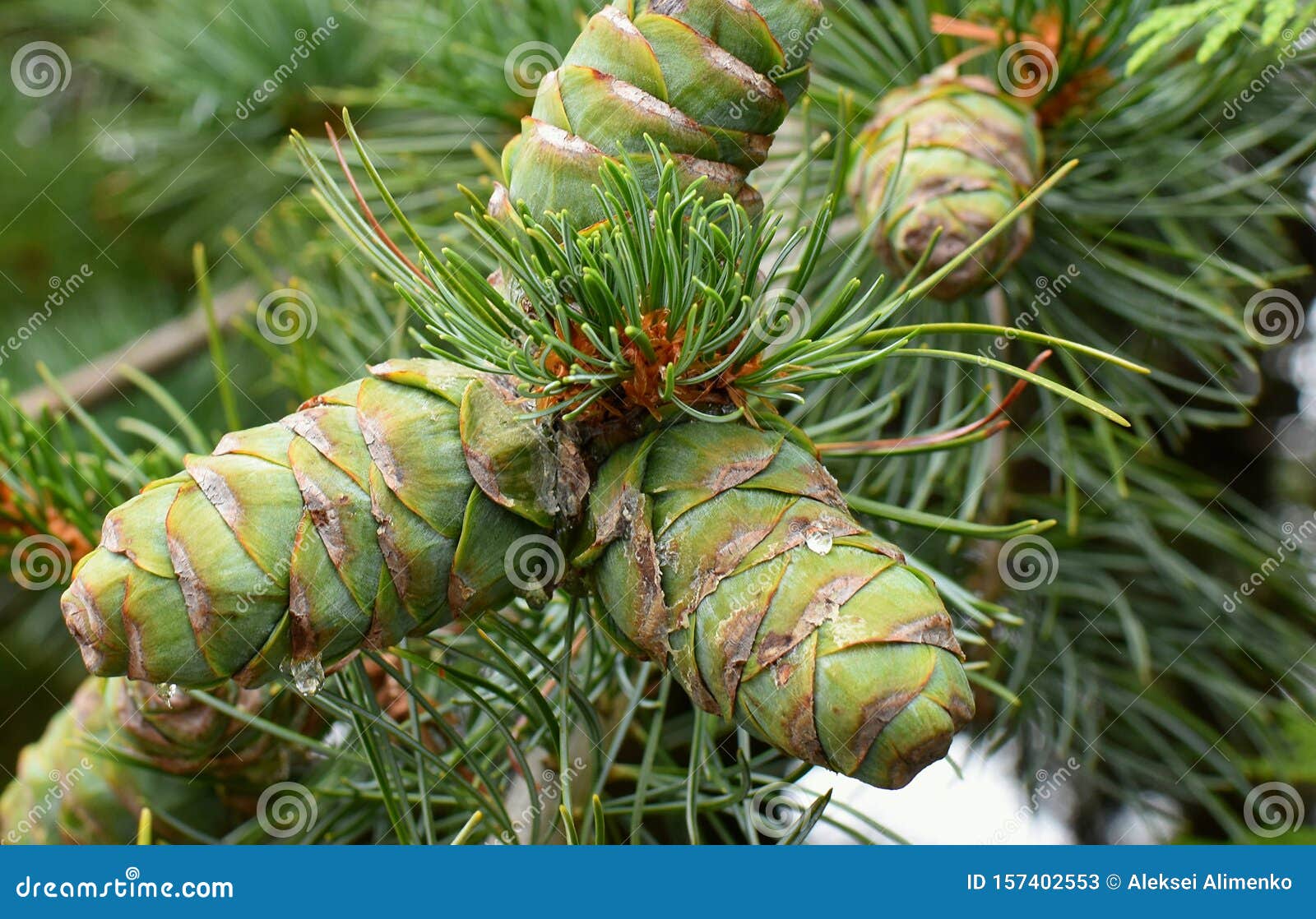 cedrus deodara tree mainly known as cedar with seed cones.