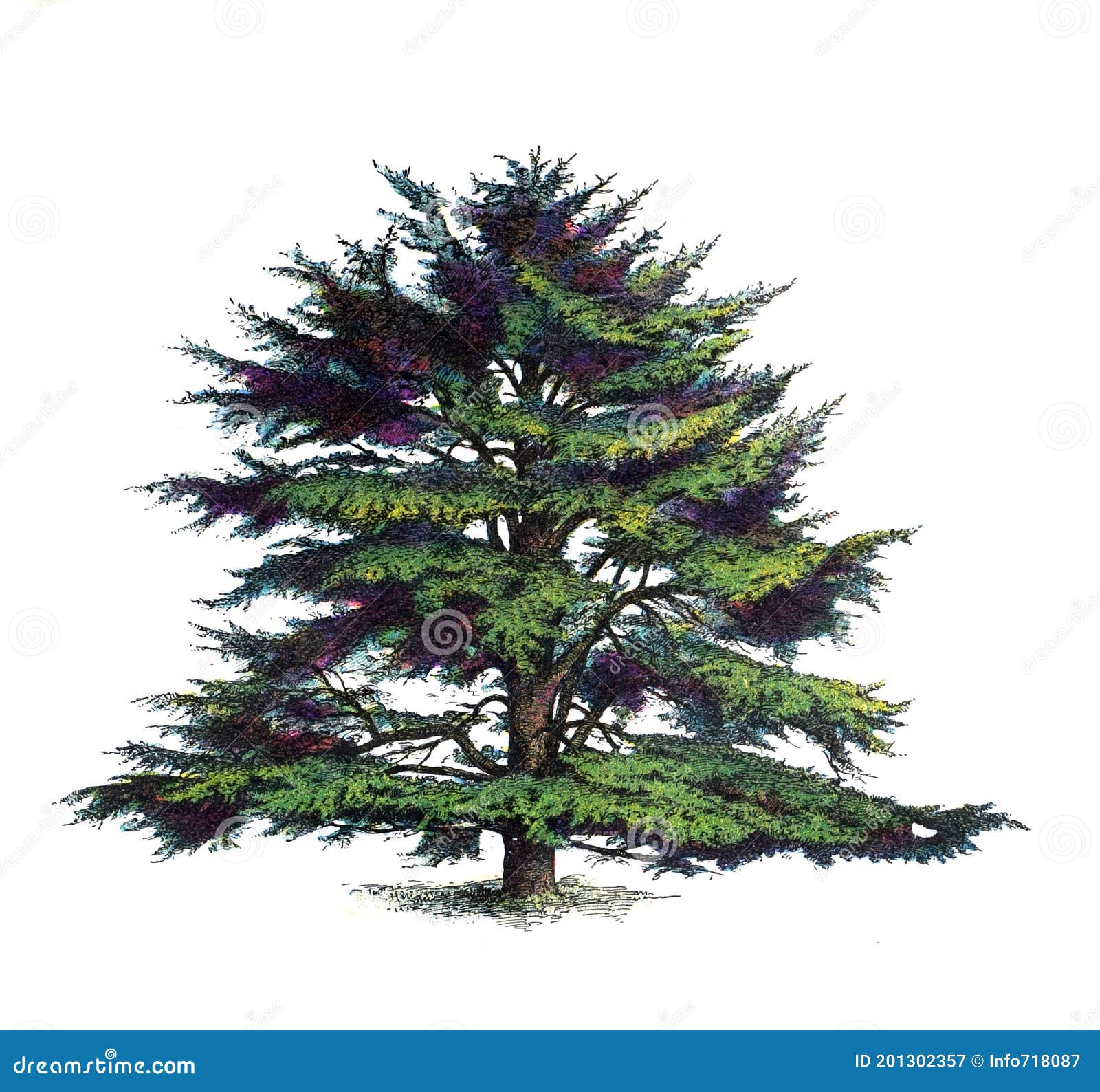 Top 126+ cedar tree drawing - seven.edu.vn