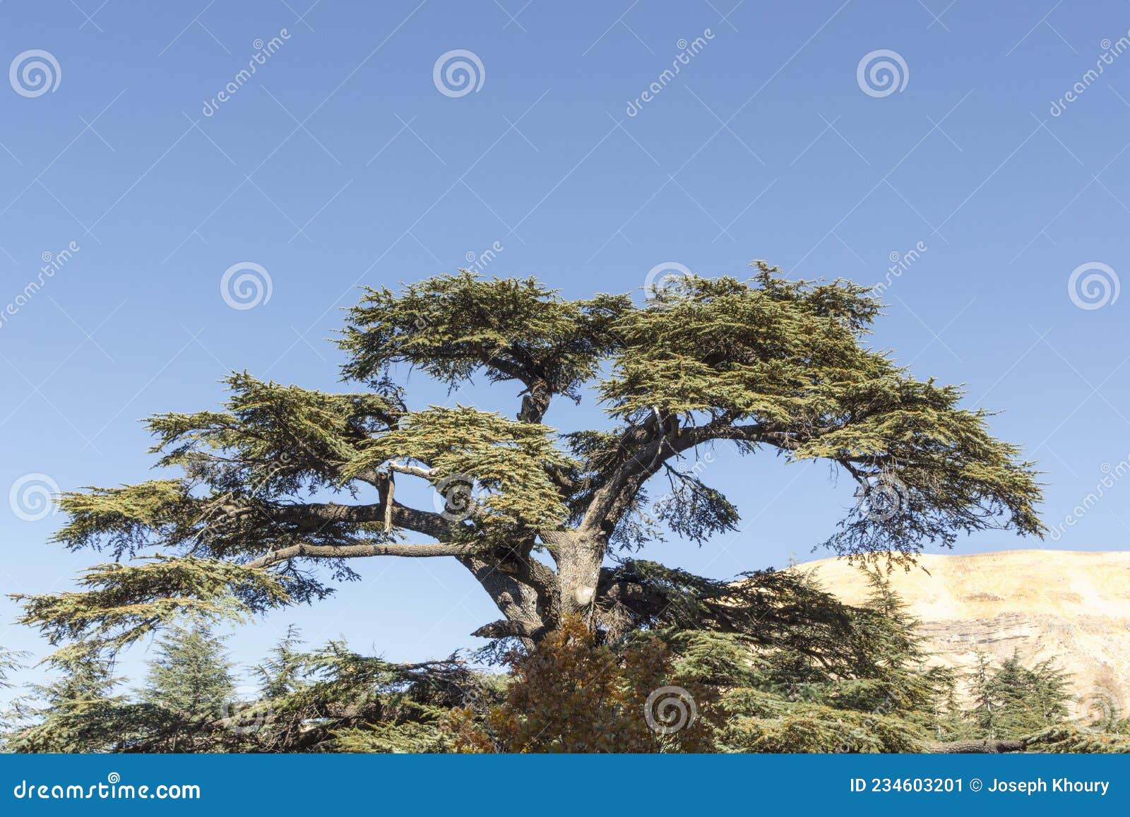 cedrus libani tree in cedars of god forest, arz, bsharri, lebanon