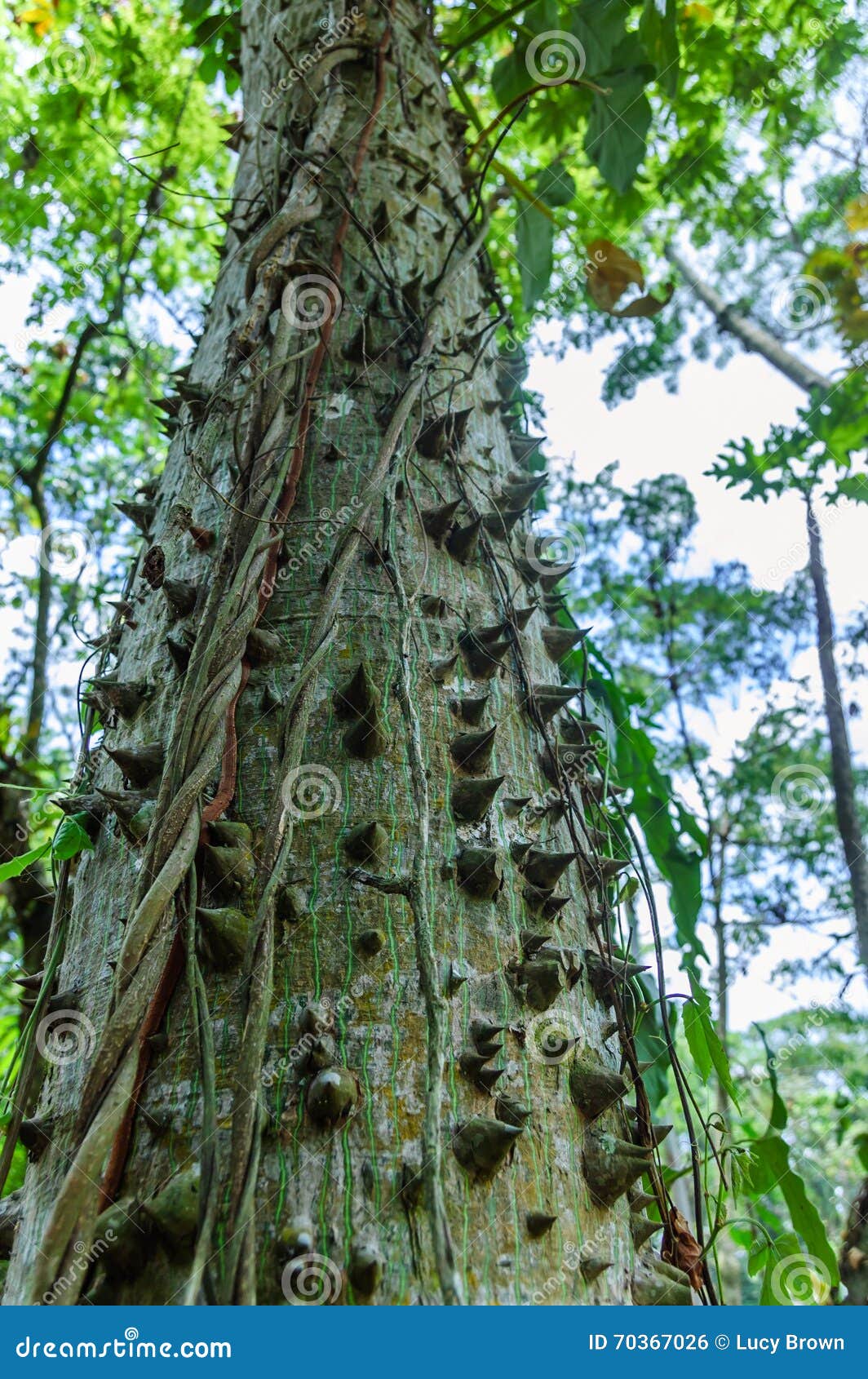 Kapok Tree (Ceiba pentandra) · iNaturalist