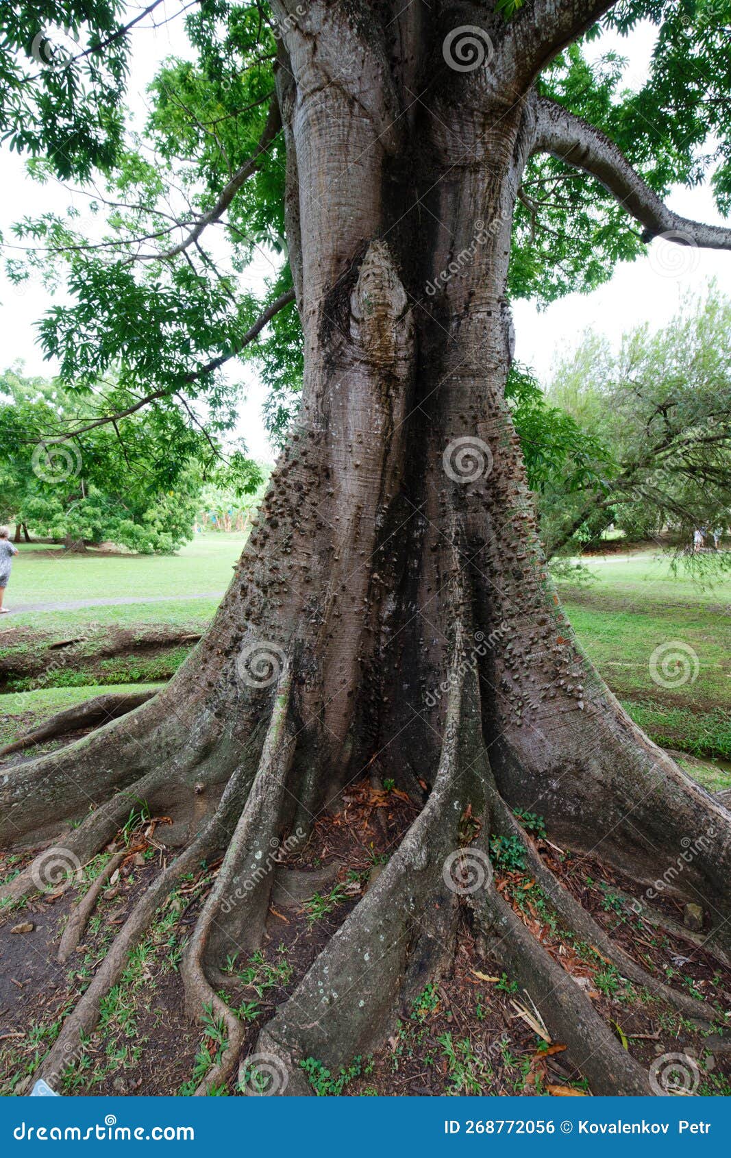 ceiba pentadra trunk close up . martinique island.