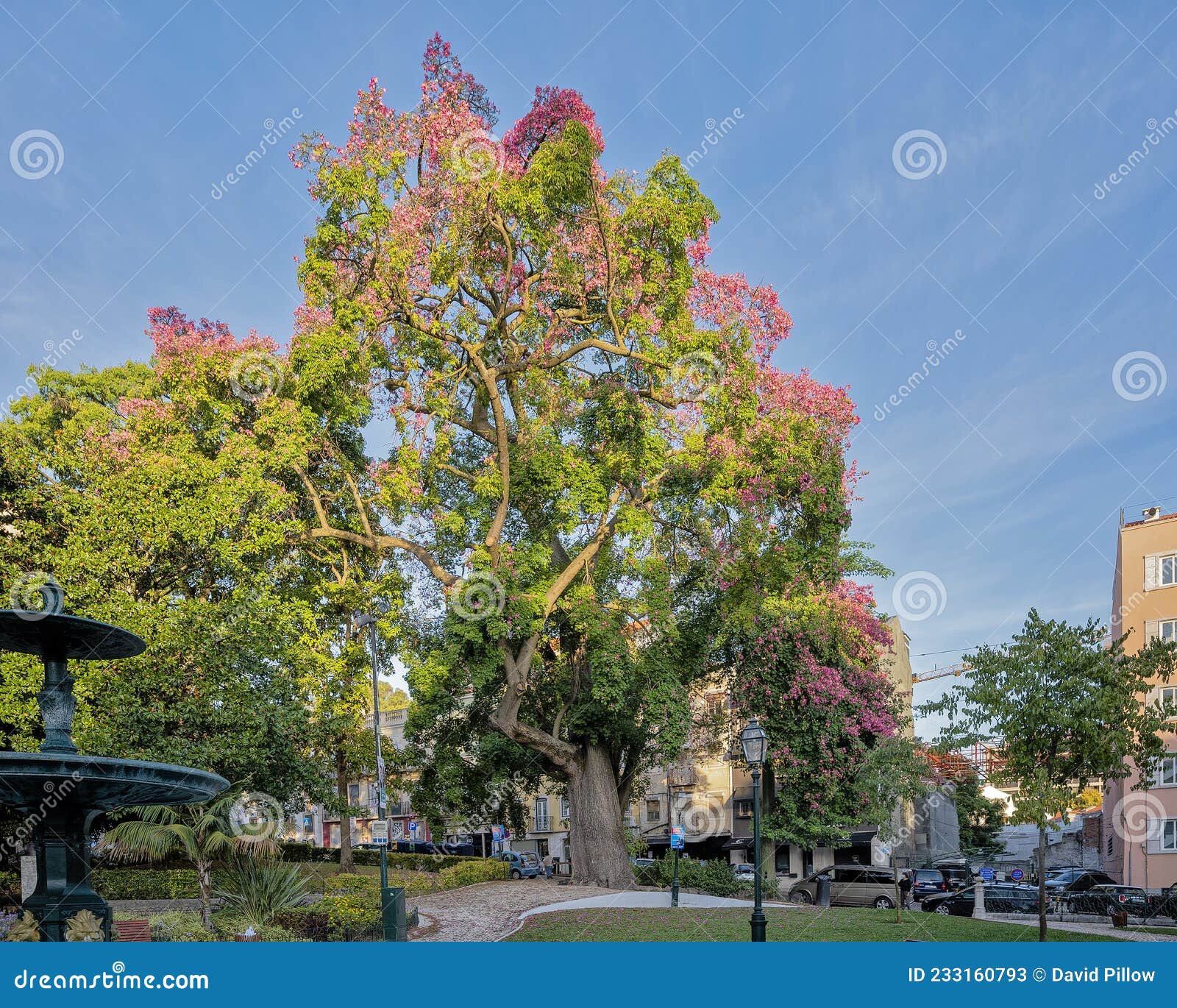 ceiba speciosa, the silk floss tree in praca da alegria in lisbon, portugal.