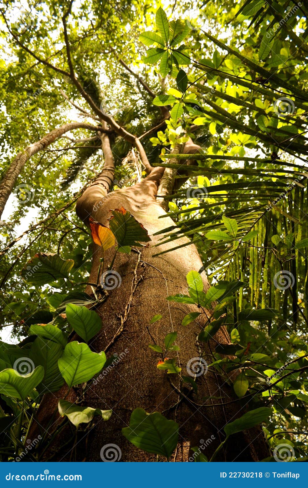 105 Sacred Ceiba Stock Photos - Free \u0026 Royalty-Free Stock Photos from  Dreamstime, image size:1067x1690