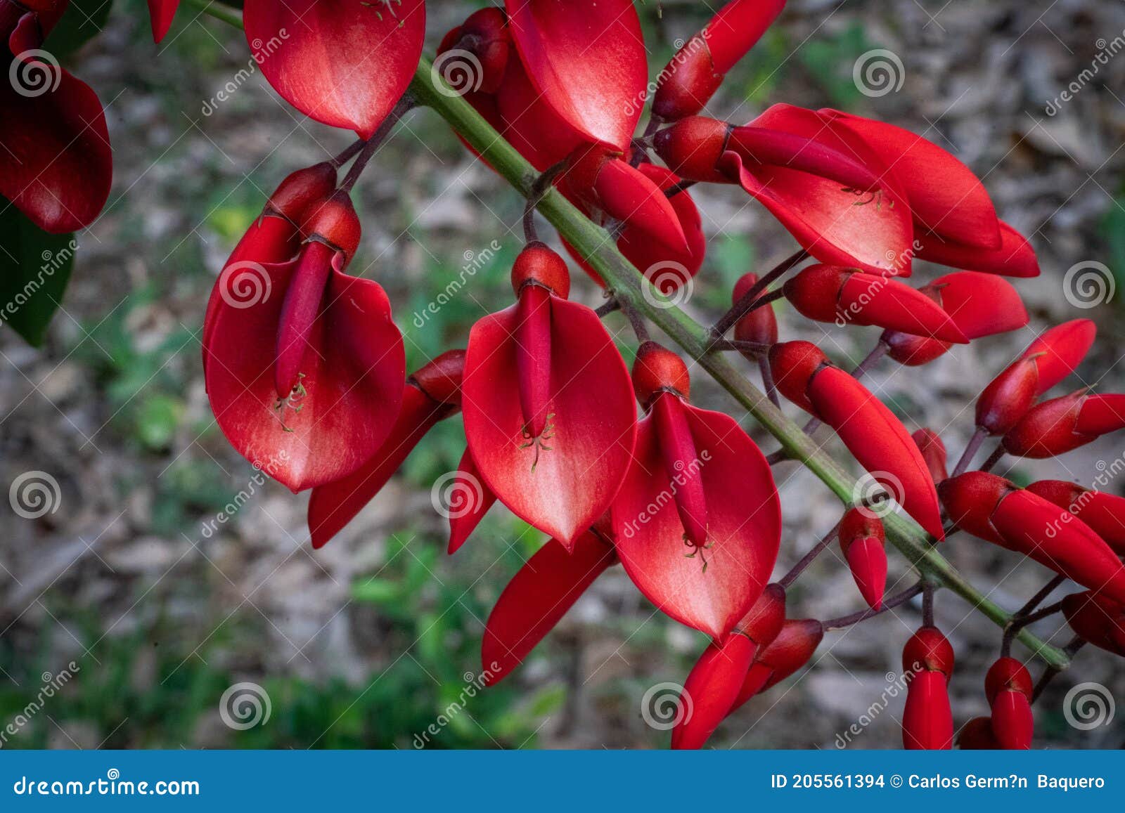 Ceibo-flor. Flor Nacional Da República Argentina Foto de Stock - Imagem de  fundo, detalhe: 205561394