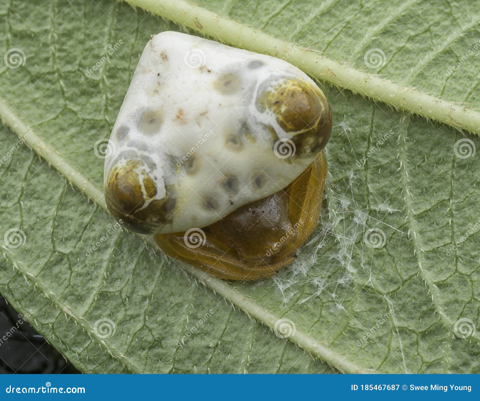 close up shot of celaenia excavata, the bird dung spider.