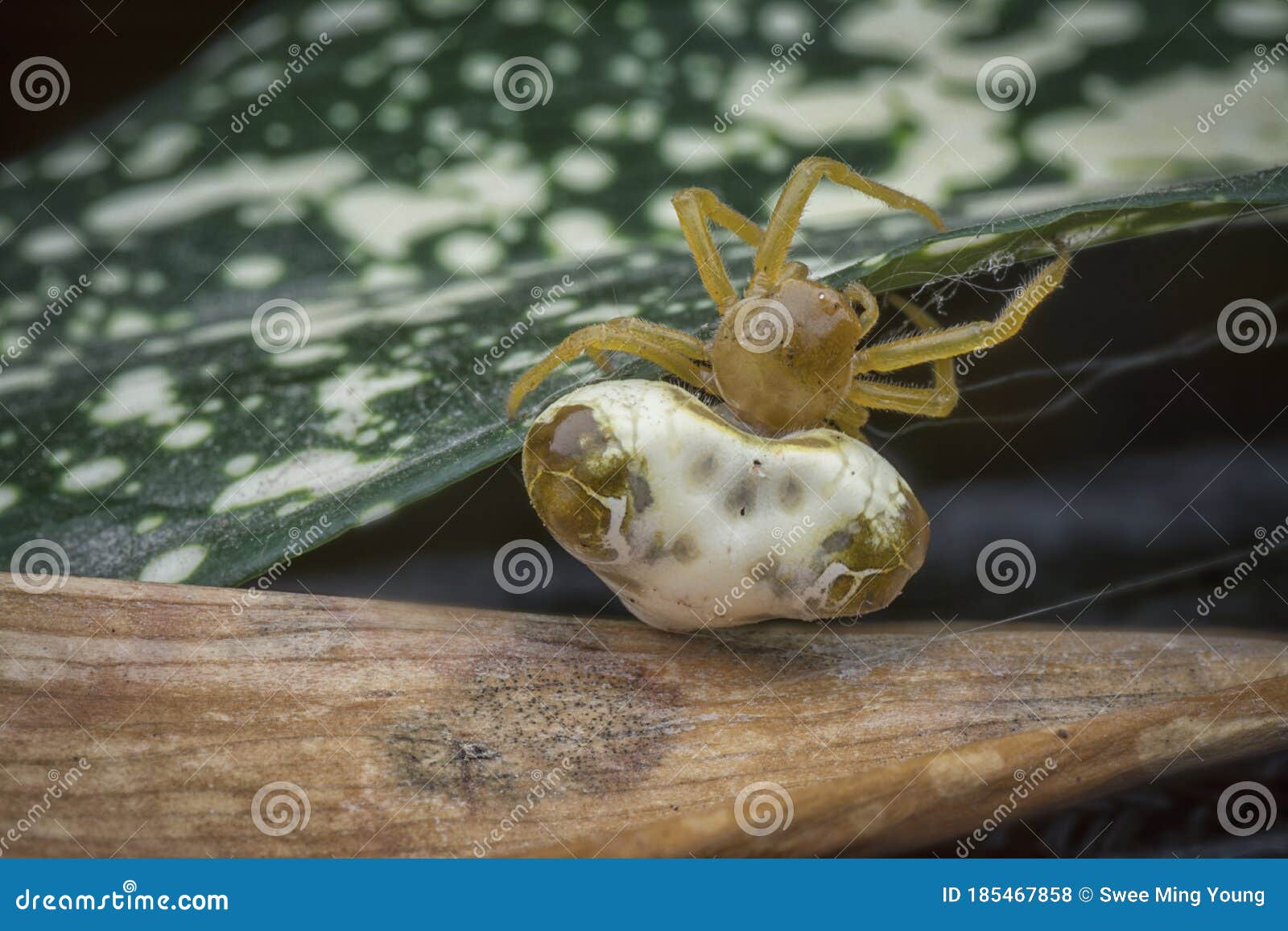 close up shot of celaenia excavata, the bird dung spider.