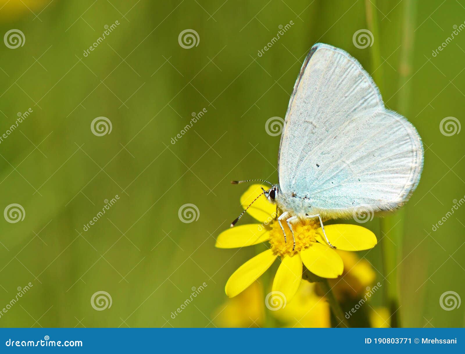 celastrina argiolus, the holly blue butterfly on yellow flower