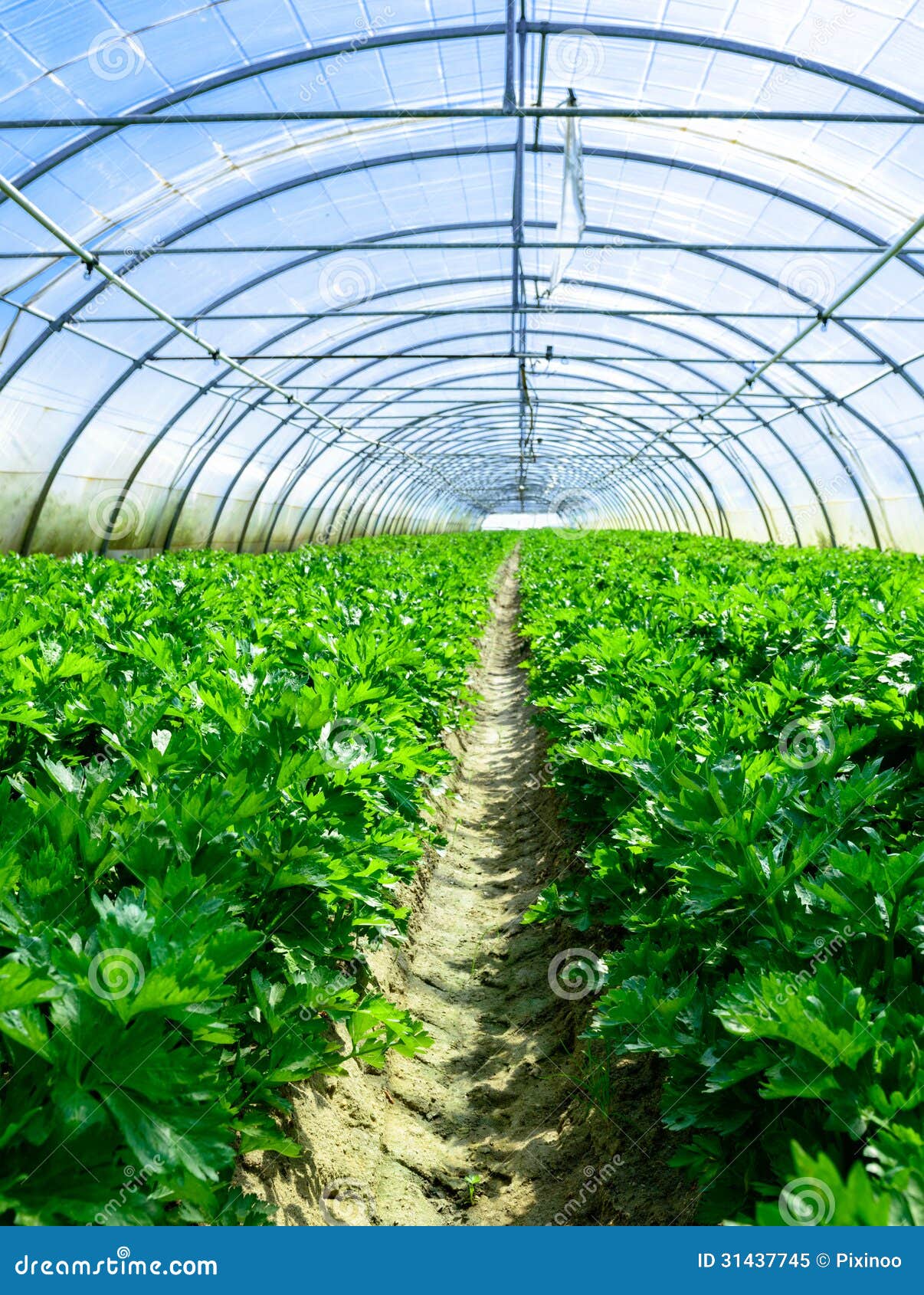 Celery Culture in a Greenhouse Stock Image Image of industrial