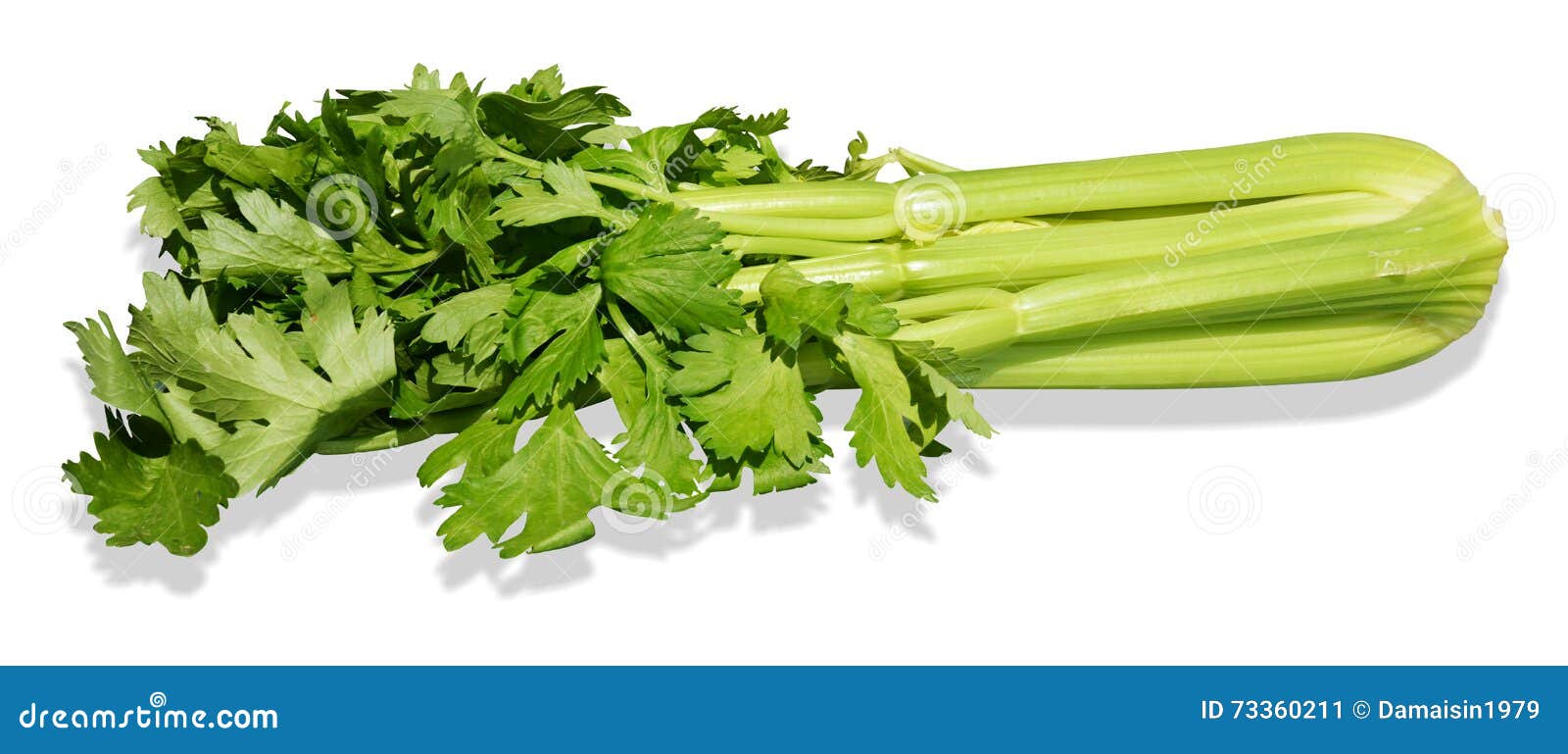 Celery stock image. Image of juice, garden, white, vegetable 73360211