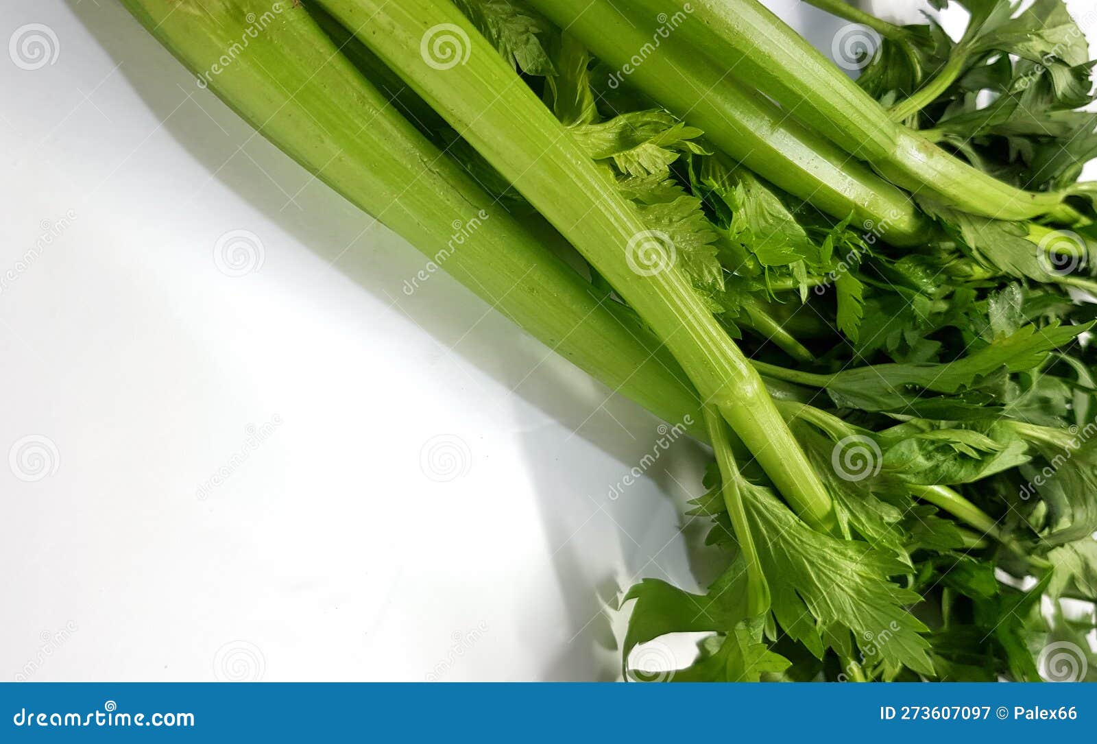 Celery. Fresh Green Stems with Leaves Stock Image - Image of cooking,  fragrant: 273607097