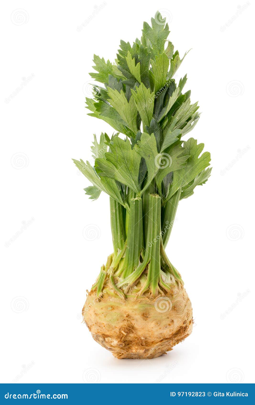 Celery. Healthy food. stock image. Image of food, celery 97192823