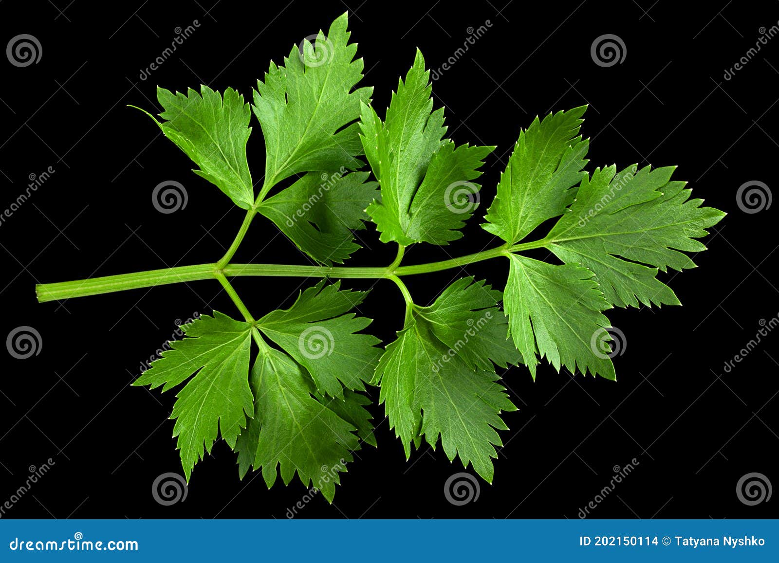 8,874 Celery Leaf Plant Stock Photos Free & RoyaltyFree Stock Photos from Dreamstime