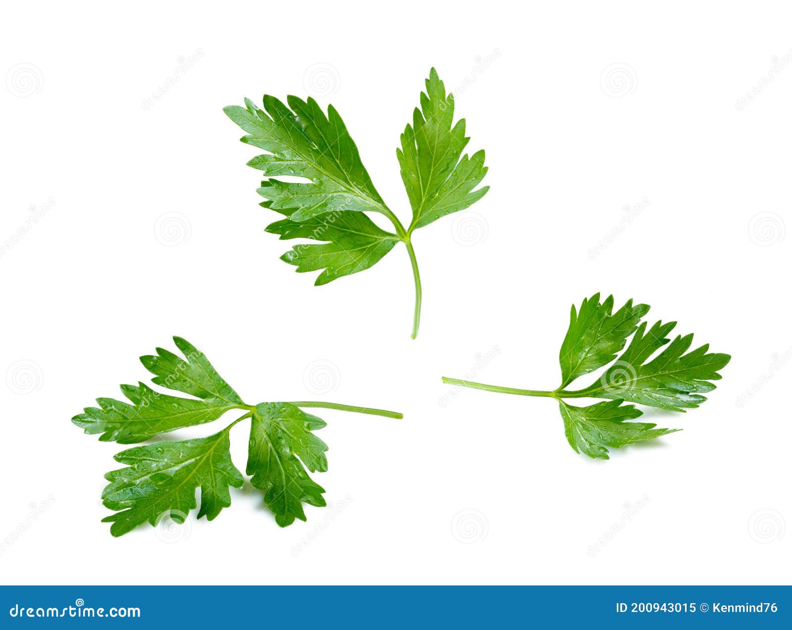 Celery Leaves in a Group Isolated White Background Stock Image Image