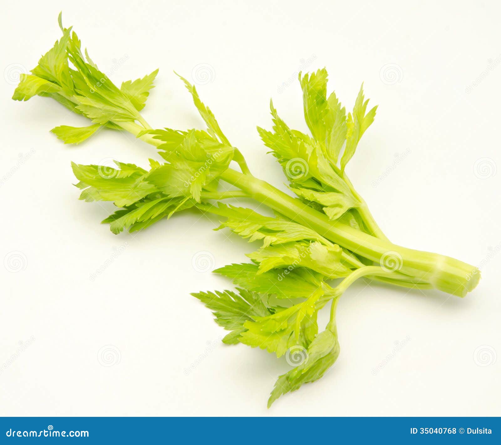 Celery stock photo. Image of vegetarian, grass, nature 35040768