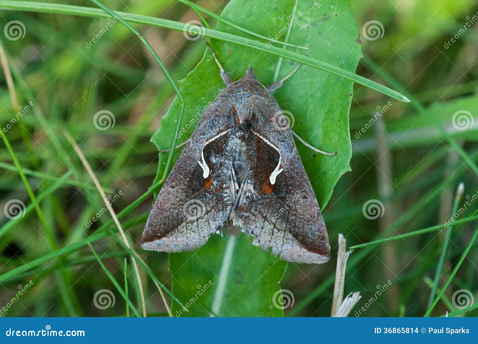 Celery Looper Moth stock photo. Image of wisconsin, environment 36865814