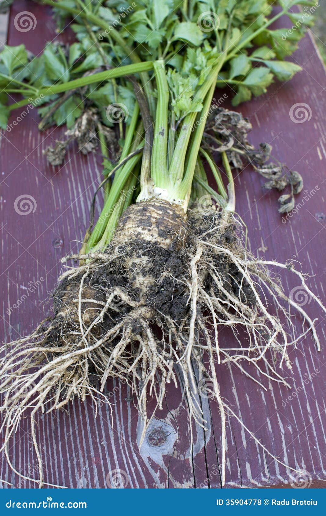 Celery stock photo. Image of food, apiaceae, graveolens 35904778